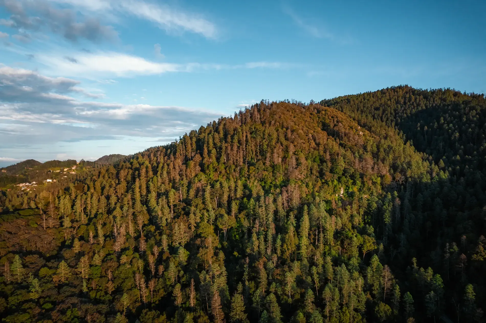 Bosques de Hidalgo