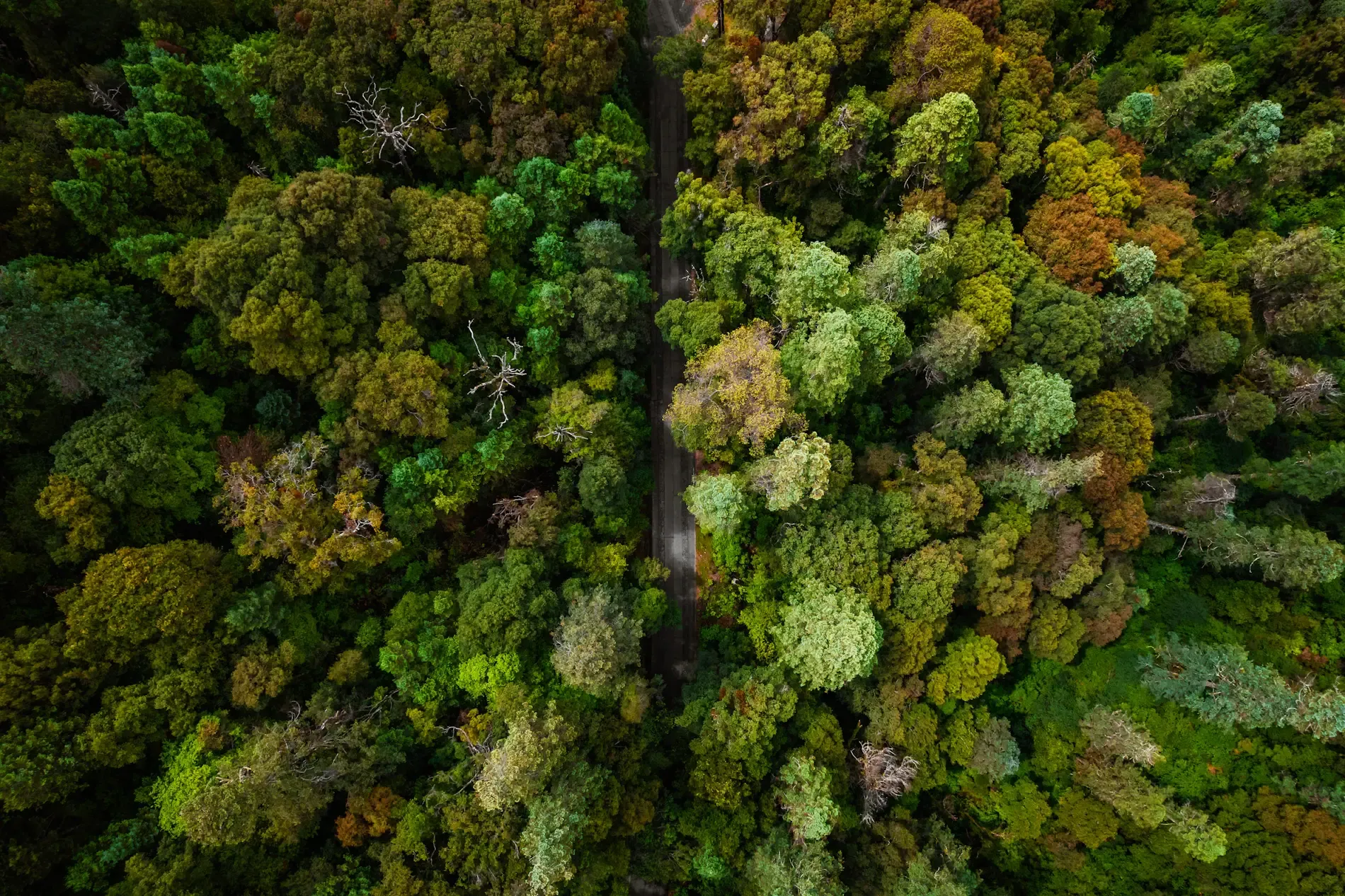 Carretera al bosque